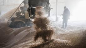 18 июня в интервенционный фонд РФ закупили более 2,5 тыс тонн зерна